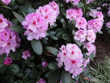İlkbaharda çiçek açarken Rhododendron