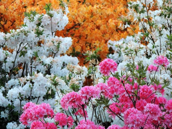 Lkbaharda Çiçek Açarken Rhododendron — Stok fotoğraf