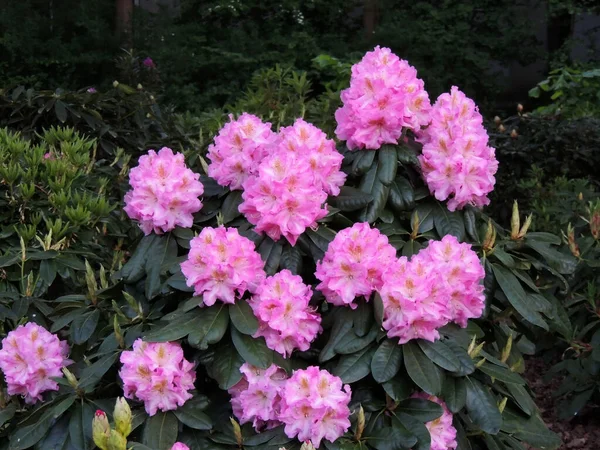 Rhododendron Tavasszal Virágzás Közben — Stock Fotó