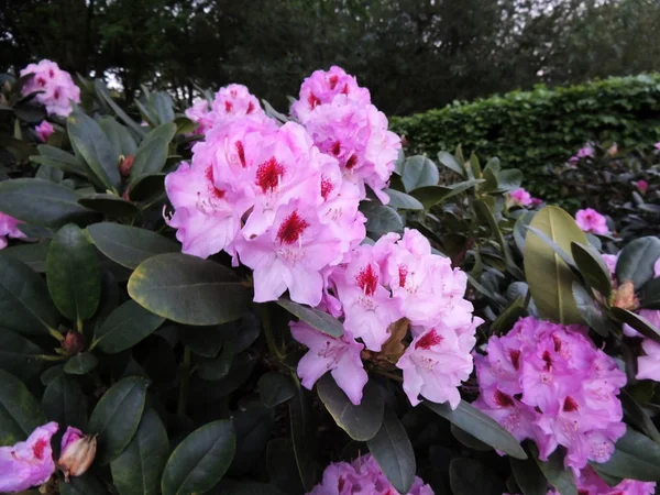 Rododendron Jaře Během Květu — Stock fotografie