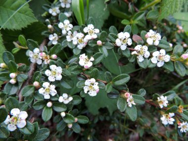 Bearberry cotoneaster in spring during flowering