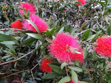 Bottlebrushes or callistemon in spring during flowering