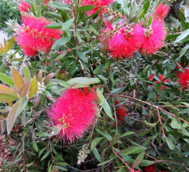Bottlebrushes or callistemon in spring during flowering