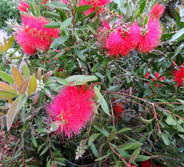 Πινέλα Callistemon Την Άνοιξη Κατά Διάρκεια Της Ανθοφορίας Royalty Free Φωτογραφίες Αρχείου