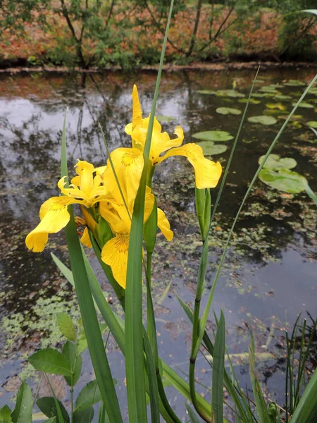 Yellow Iris Spring Flowering — Stock Photo, Image