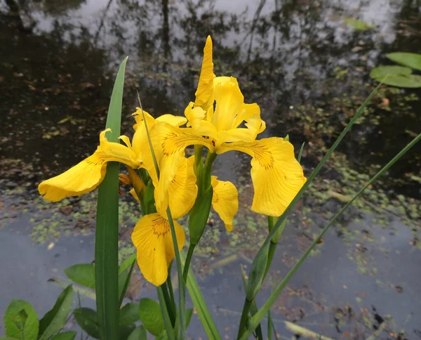 Желтая Радужка Весной Время Цветения — стоковое фото