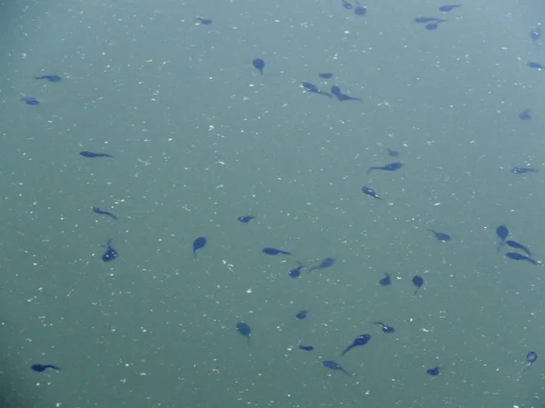 水面上の湖のオタマジャクシ — ストック写真