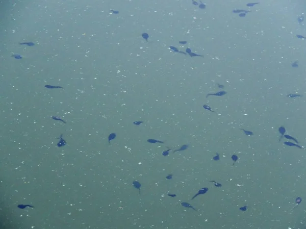 Têtards Dans Lac Surface Eau — Photo