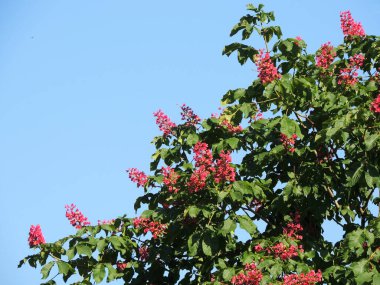 Gökyüzüne karşı kırmızı at kestanesi çiçekleri