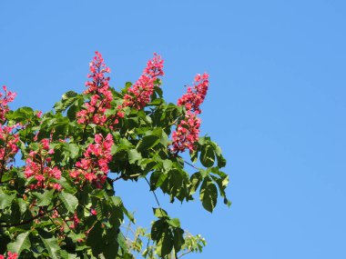 Gökyüzüne karşı kırmızı at kestanesi çiçekleri