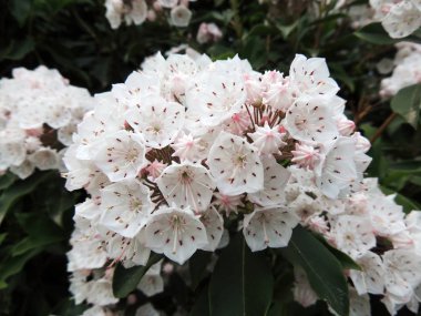 Çiçek açarken dağdaki defne veya kaşık ağacı