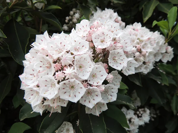 Bergslager Eller Skedar Våren Blomningen — Stockfoto