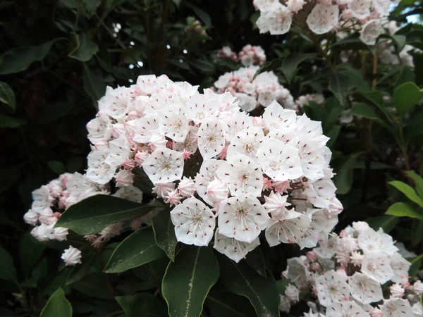 Loureiro Montanha Madeira Colher Primavera Durante Floração — Fotografia de Stock