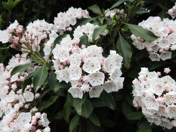 Laurier Montagne Bois Cuillère Printemps Pendant Floraison — Photo