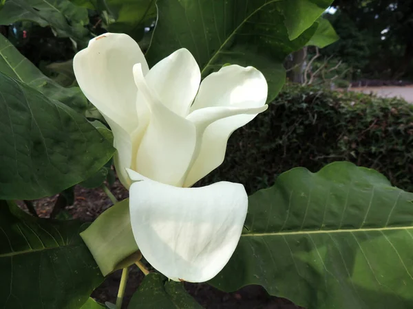 Magnolia Liściasta Wiosną Podczas Kwitnienia — Zdjęcie stockowe