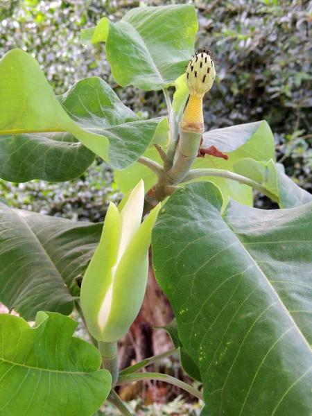 Bourgeon Magnolia Grandes Feuilles Printemps Pendant Floraison — Photo