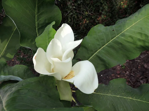 Magnolia Foglia Grande Primavera Durante Fioritura Foto Stock Royalty Free