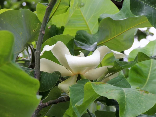 Magnolia Foglia Grande Primavera Durante Fioritura Foto Stock