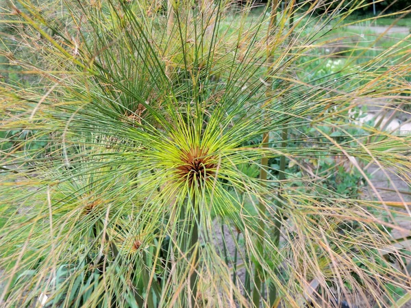 Papyrus Sedge Frühling Während Der Blüte — Stockfoto