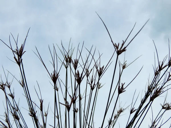 Sedge Papiro Primavera Durante Floração — Fotografia de Stock