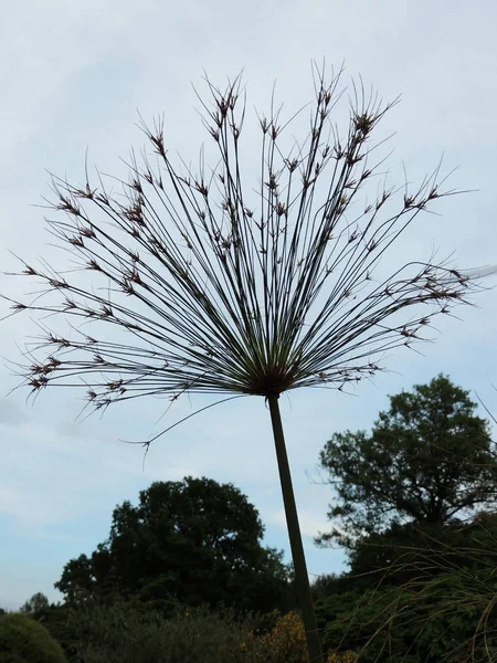 Papyrus Sedge Spring Flowering — Stock Photo, Image