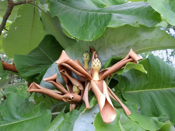 Zwiędły Kwiat Magnolii Liściastej — Zdjęcie stockowe