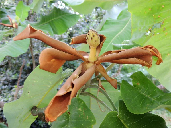 大きな葉のマグノリアの野生の花 — ストック写真