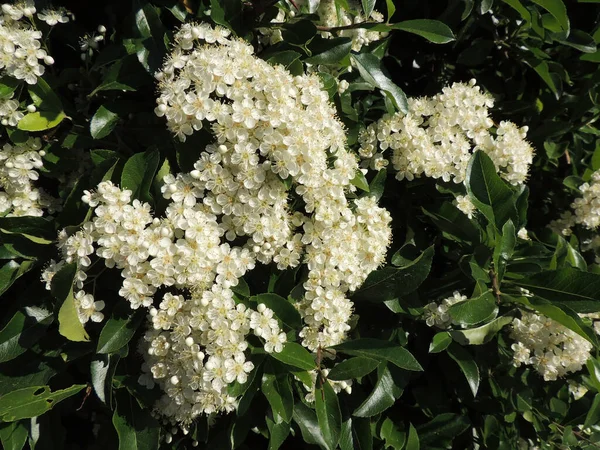 Buja Virágzó Pyracantha Család Rosaceae — Stock Fotó