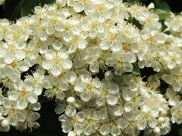 Floração Exuberante Pyracantha Família Rosaceae — Fotografia de Stock