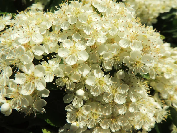 Πλούσια Ανθοφορία Πυράκανθα Οικογένεια Rosaceae — Φωτογραφία Αρχείου