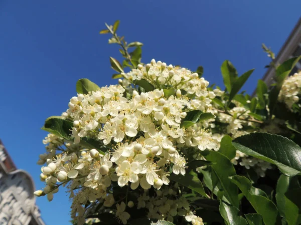 Pyracantha Fleurs Luxuriantes Famille Des Rosacées — Photo