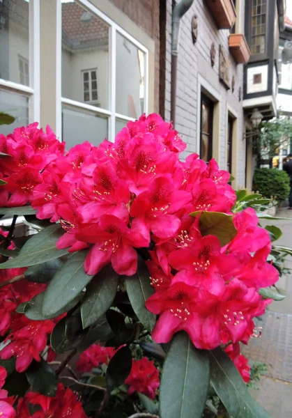 Kwitnący Rododendron Mieście Wiosna Kwiecień — Zdjęcie stockowe