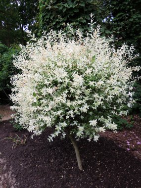 Baharda çeşitli yapraklarla söğüt