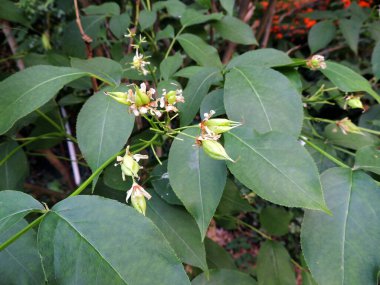 Colchis mesanesinin yeşil meyveleri. Bahar