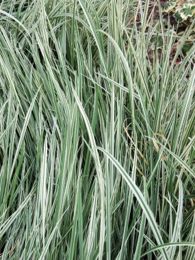 Çeşit çeşit yumru yulafı. Arkaplan