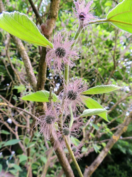 Female Flowers Paper Mulberry Spring — Stock Photo, Image