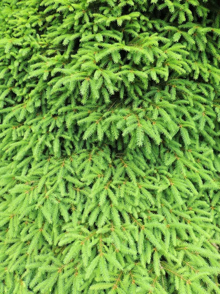 Norway Spruce European Spruce Procumbens Background — Stock Photo, Image