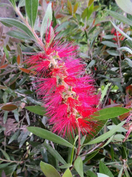 Flaschenbürsten Oder Kallistemon Frühling Während Der Blüte — Stockfoto