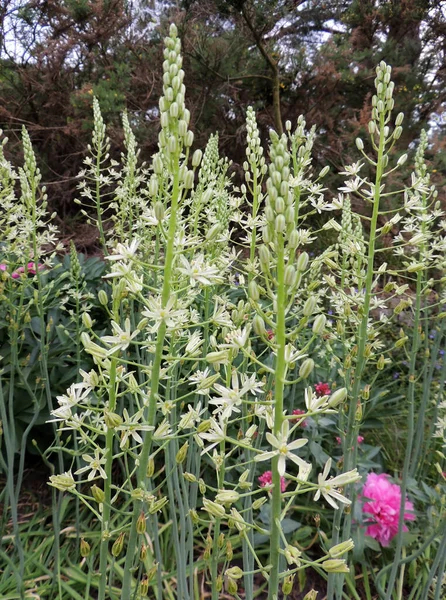 Prussian Asparagus Garden — Stock Photo, Image