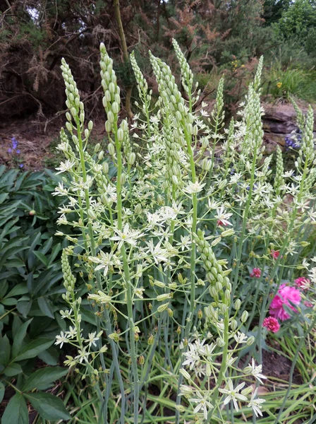 Prussian Asparagus Garden — Stock Photo, Image