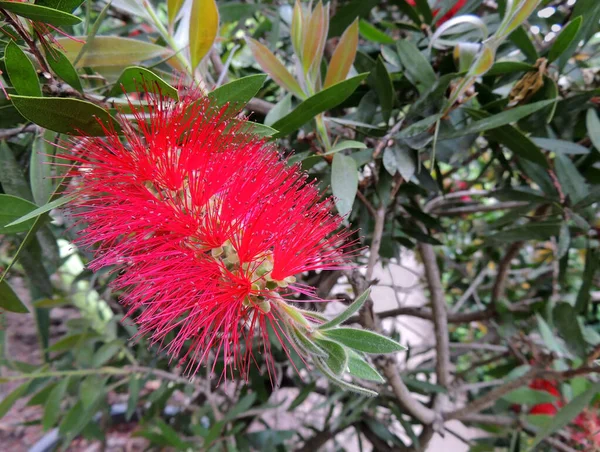 Bottlebrushes Callistemon Spring Flowering — Stok fotoğraf