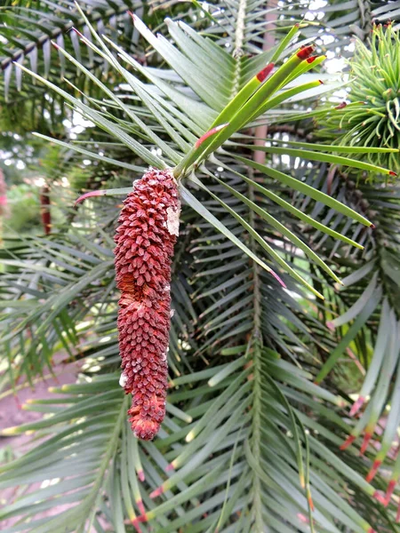 Young Male Cones Wollemi Pines — Stock Photo, Image
