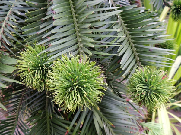 Wollemi Pines 'ın genç dişi konileri