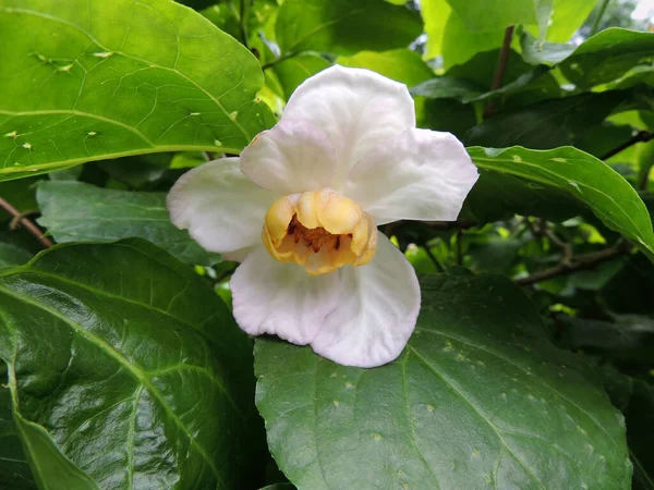 Süßstrauch Oder Chinesischer Calicanthus Während Der Blüte Frühling lizenzfreie Stockbilder