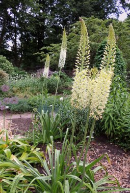 Çiçek açarken ince yapraklı tilki kuyruklu zambak. Bahar
