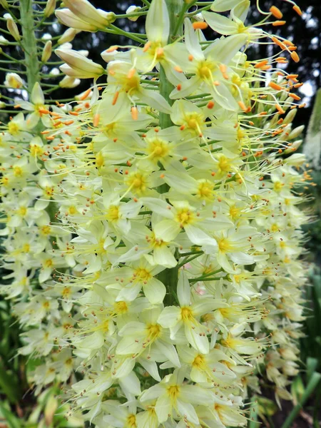 Lirio Cola Zorro Hoja Estrecha Durante Floración Primavera —  Fotos de Stock