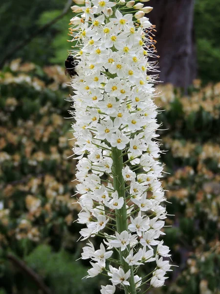 Lírio Raposa Folhas Estreitas Durante Floração Primavera — Fotografia de Stock