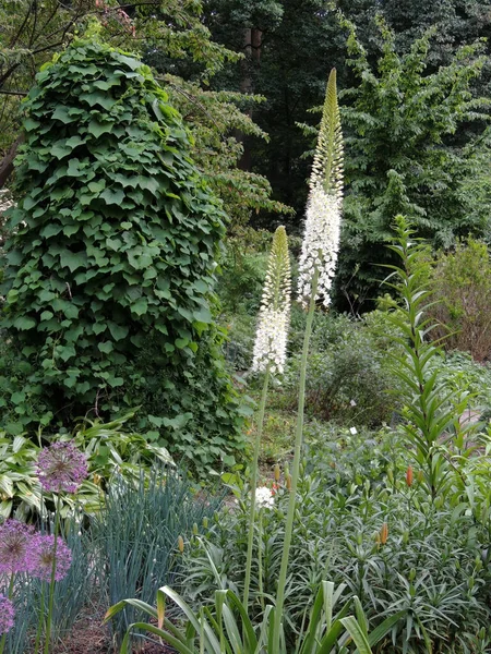 Narrow Leaved Foxtail Lily Flowering Spring — Stock Photo, Image