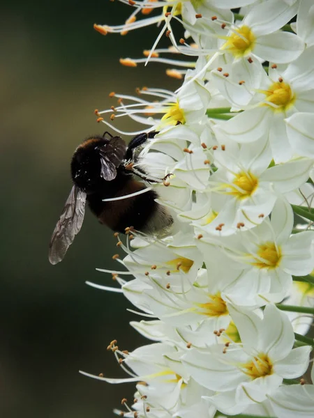 Lírio Raposa Folhas Estreitas Durante Floração Primavera Imagens Royalty-Free