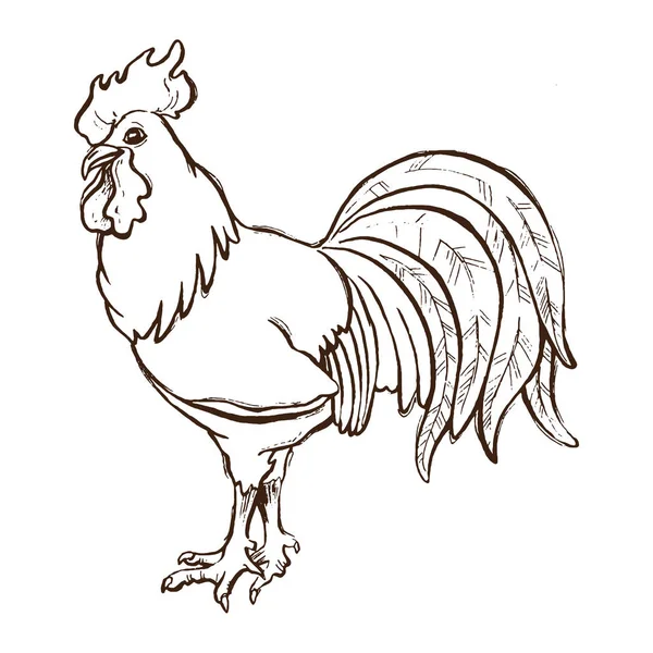 Gallo sobre fondo blanco — Archivo Imágenes Vectoriales